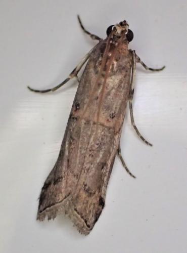 Pempelia palumbella